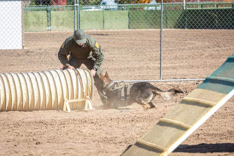 K9Competition6.jfif