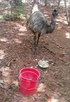 Eno The Elusive Emu Dies During Capture in North Carolina