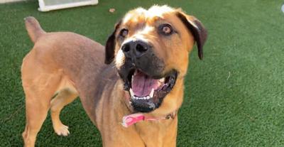 Pet Of The Week: Missy