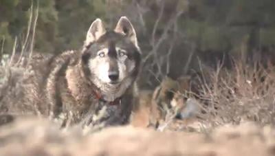 Using Wolf Urine to Deter Coyotes: Does it Work?