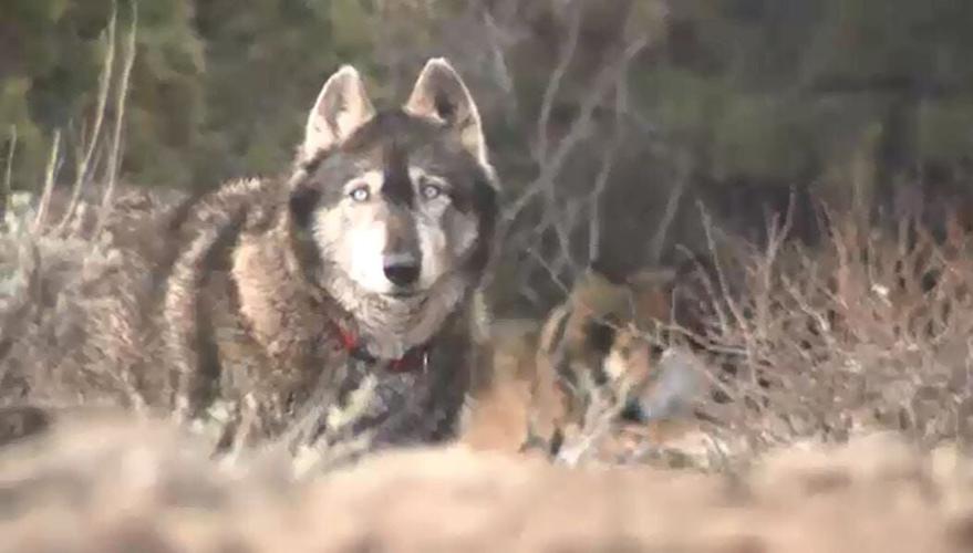 Using Wolf Urine to Deter Coyotes: Does it Work?