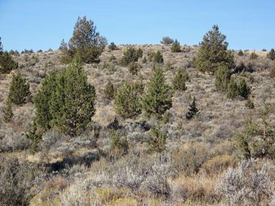 early-to-mid-stage-juniper-encroachment (002).JPG