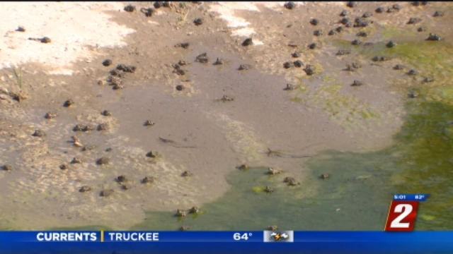 Toad explosion article