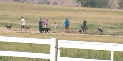 How To Protect Your Pets In Smoky Conditions