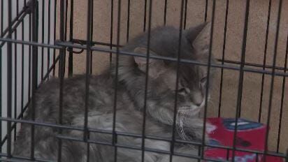 The Humane Society Is Looking For Foster Families