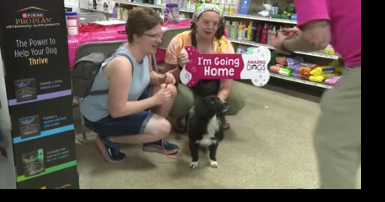 Amazing Dogs Rescue holding adoption event at PetSmart | Local News ...