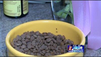 Summer Heat is Bringing More Bugs Indoors