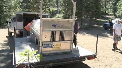 Black Bears Released Back Into Wild Near Incline Village