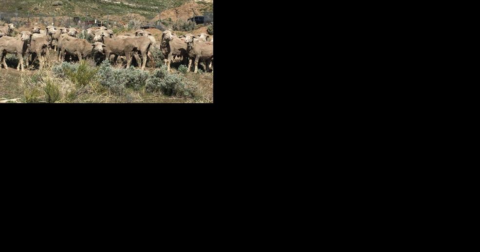 Sheep released near Carson City to consume cheatgrass, reduce hazardous fuels - Vimarsana News