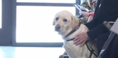 Sully The Service Dog Has New Role Helping Wounded Vets