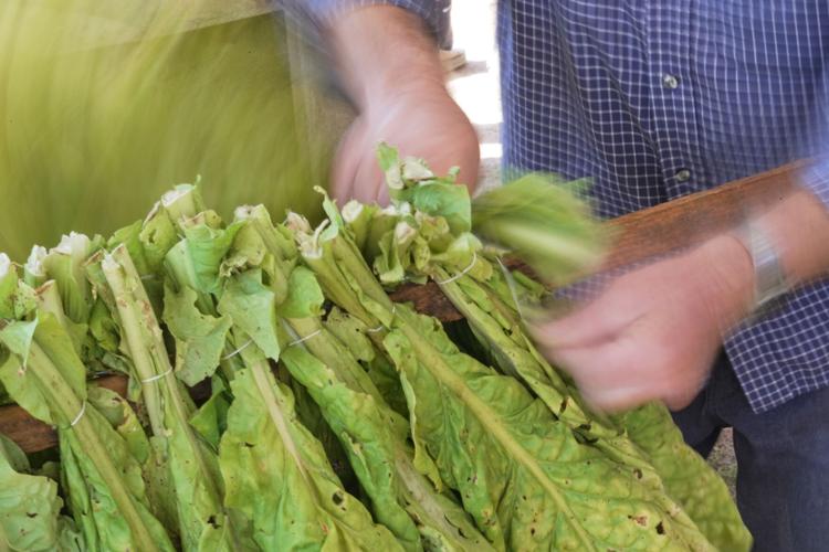 Tobacco Stringing