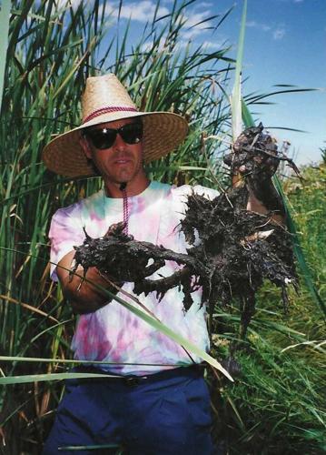 harvesting cattails