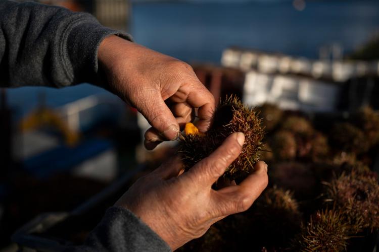 Chile Salmon Farms