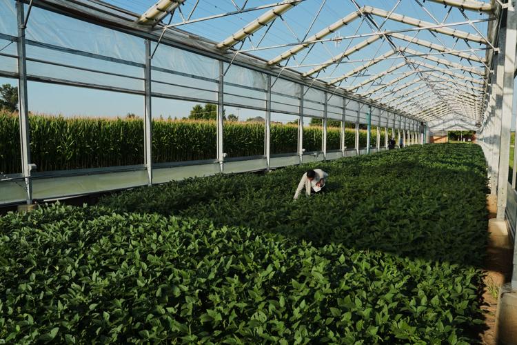 Climate Roots Carbon Capture