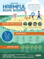 Look Out For Harmful Algal Blooms