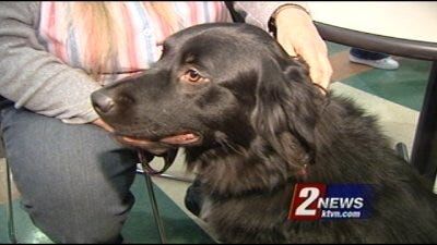 Keeping Pets Safe on the Fourth of July