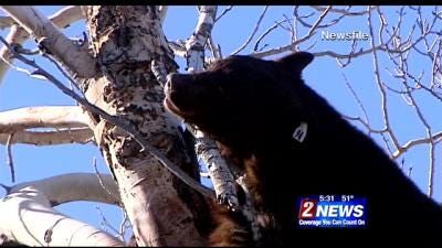 Some Bears in Our Area Cutting Hibernation Short