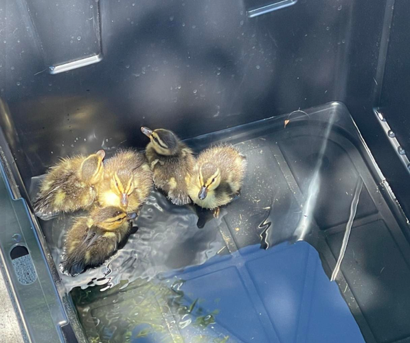 Duck Rescue Sparks 2.PNG