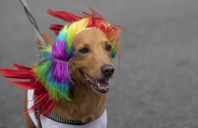 It's A Day for Dogs as Brazil Ramps Up for Carnival
