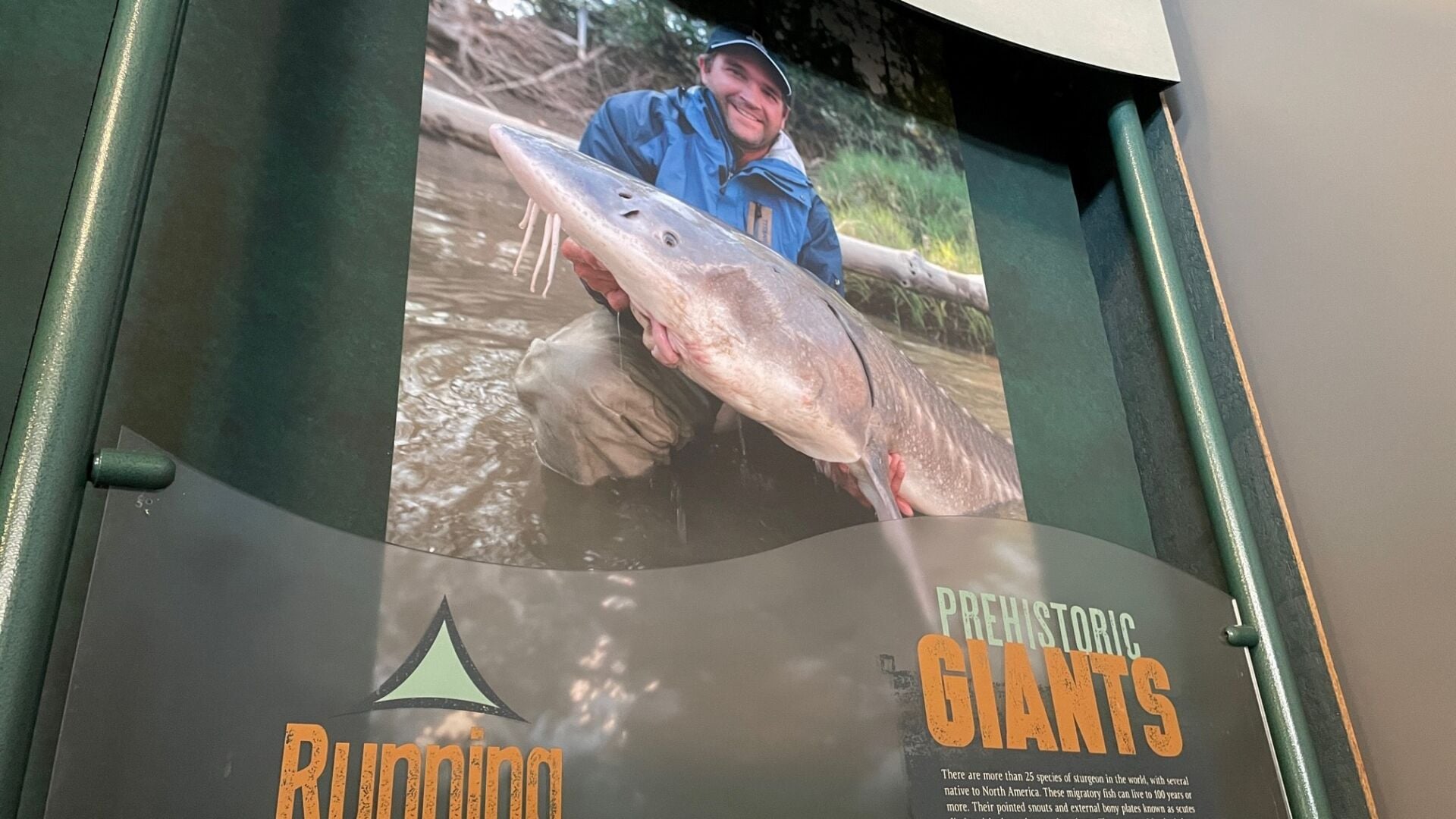 The Discovery's Monster Fish exhibition opens March 18 | News
