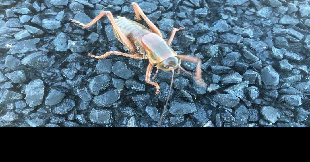 BLM to Spray Insecticide to Kill Mormon Crickets Near Winnemucca