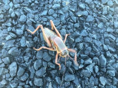 Mormon Crickets Swarm Land Near Winnemucca