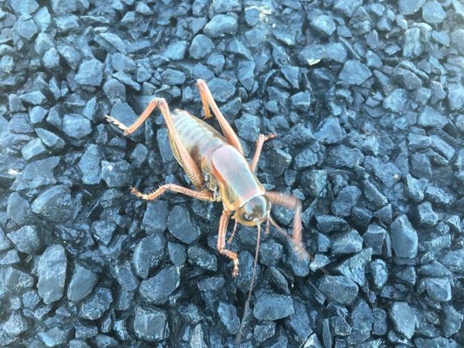 Mormon Crickets Swarm Land Near Winnemucca