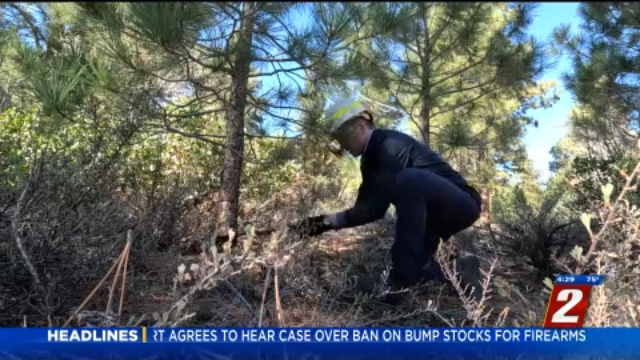 National Forest Christmas Tree Permits Available | News | 2news.com