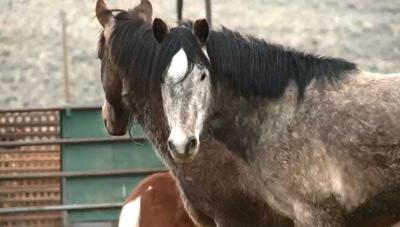 100 Days to Turn a Mustang From Wild to Mild