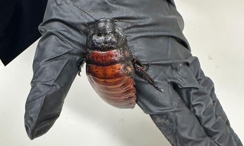 Australia Cockroaches Seized