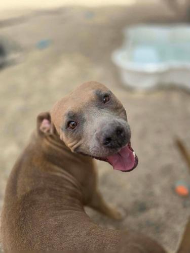 Adoptable Dog 5.JPG