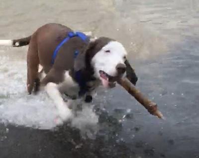 2 News Hound Practices Diving