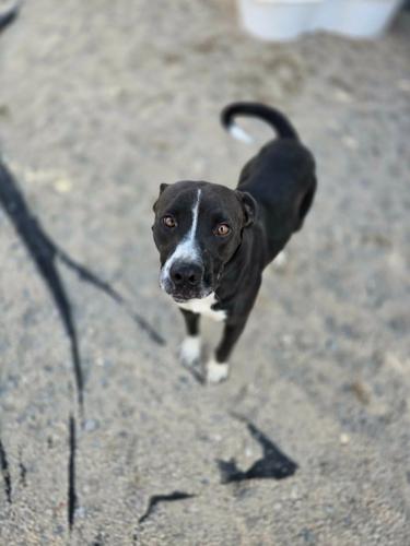 Adoptable Dog 8.JPG