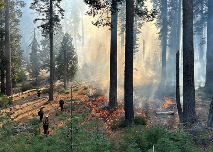 Plumas National Forest