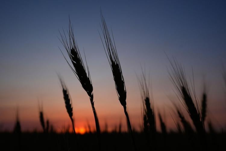 Climate Drought Wheat Farmers