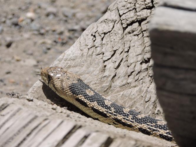 Menders_GopherSnake_FortChurchillSP_May2016_Menders.JPG