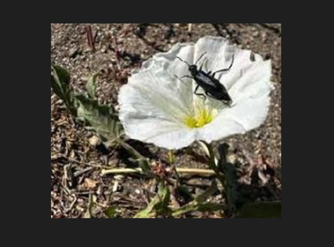 Blister Beetle Sierra Valley