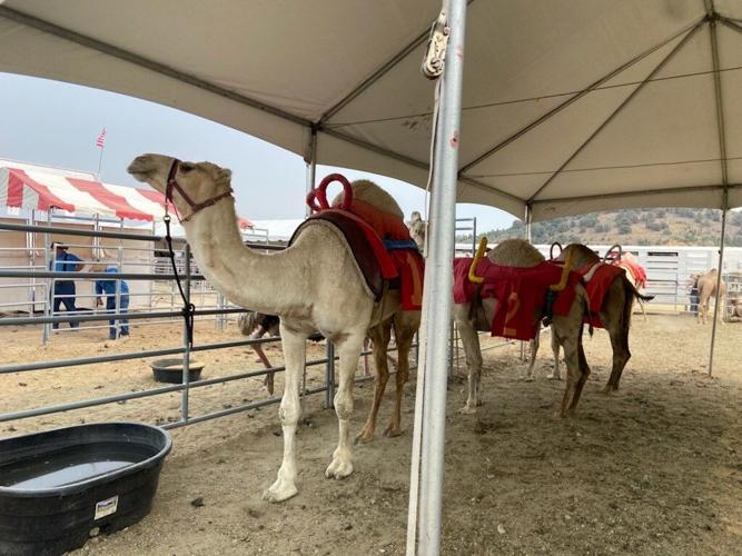 Camels