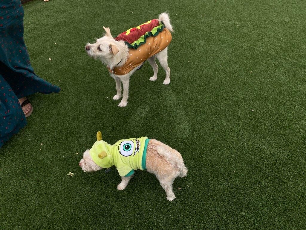 Dog Costume Contest Held News 2news