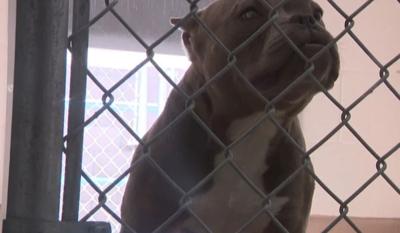 Shelter at capacity.JPG