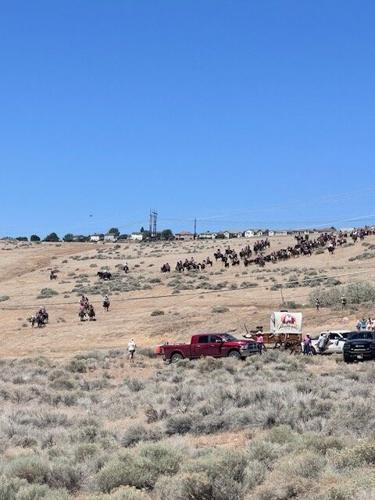 Reno Rodeo 2025 Cattle Drive - final trek to rodeo grounds 3