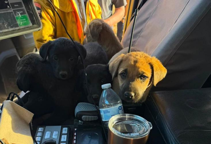 More lassen puppoes
