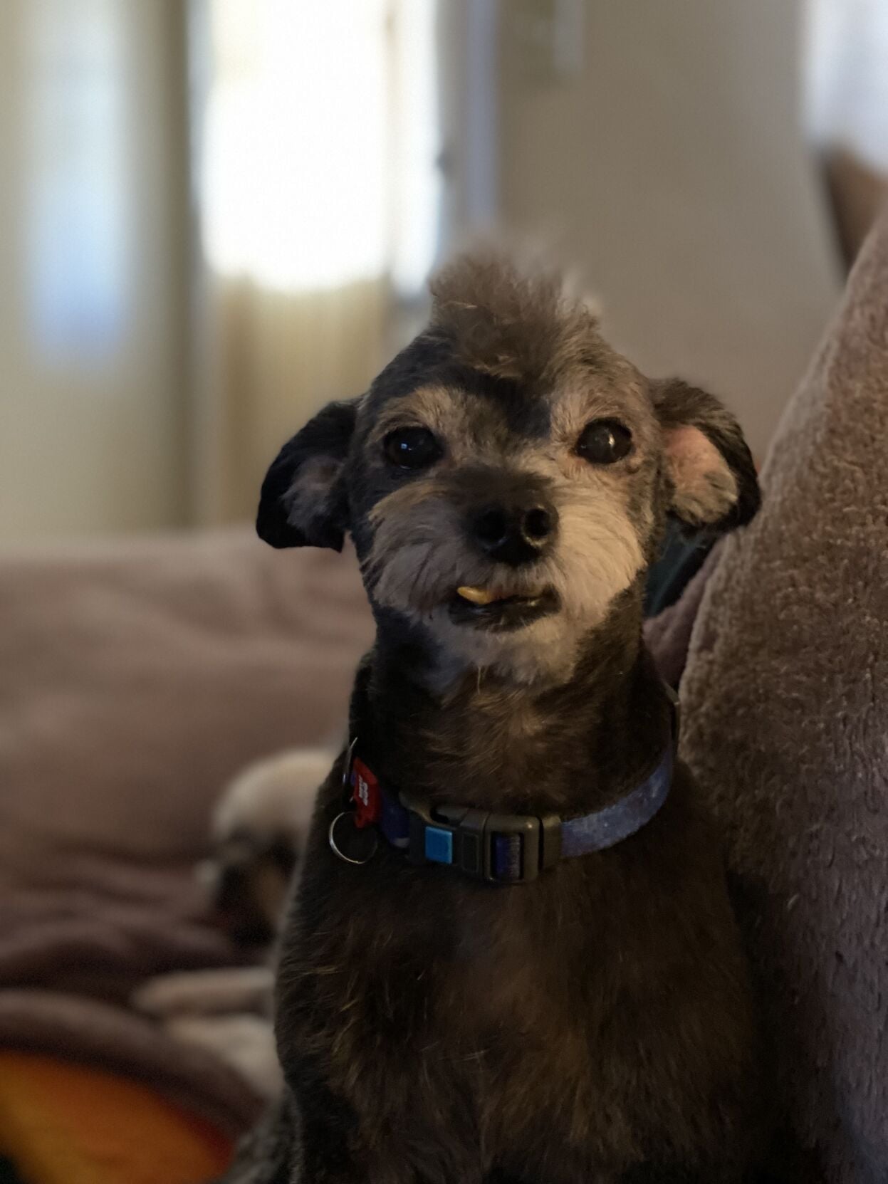 Gizmo