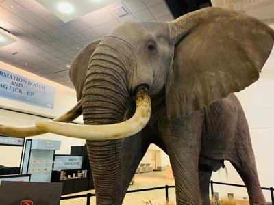 Safari Club International Convention Is Back In Town