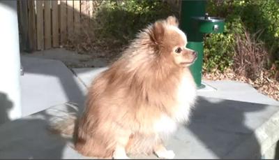 Someone 2 Know: Benson The Dog