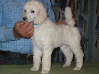 No Cases of Nevada Dog Flu