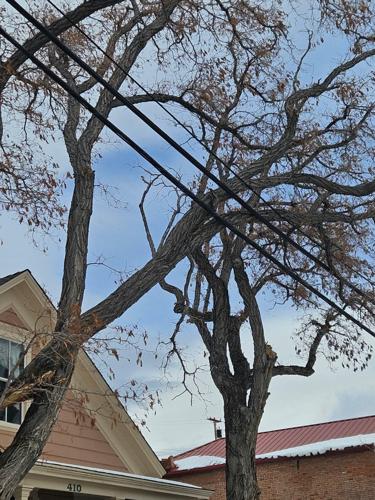 TreePowerLines1.jpg