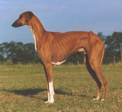 American Kennel Club Adds a Breed: Azawakh