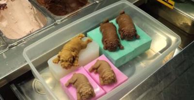 Restaurant in Taiwan Serves Up Puppy Looking Ice Cream