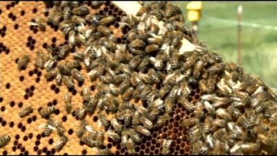 Face The State: Bee Population in Decline